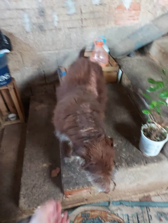 Cachorro ra a SRD-ViraLata idade 5 anos nome Amora