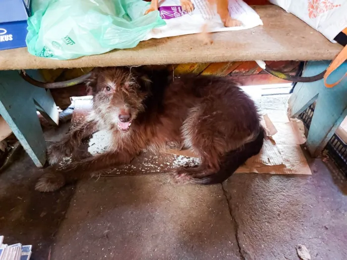 Cachorro ra a SRD-ViraLata idade 5 anos nome Amora