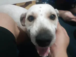 Cachorro raça SRD-ViraLata idade 3 anos nome Aquila