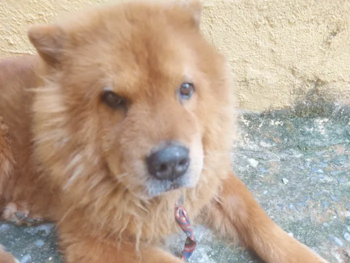 Cachorro ra a Chow Chow idade 6 ou mais anos nome Lion