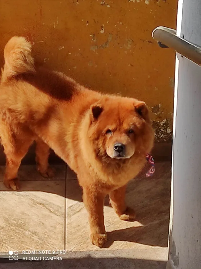 Cachorro ra a Chow Chow idade 6 ou mais anos nome Lion