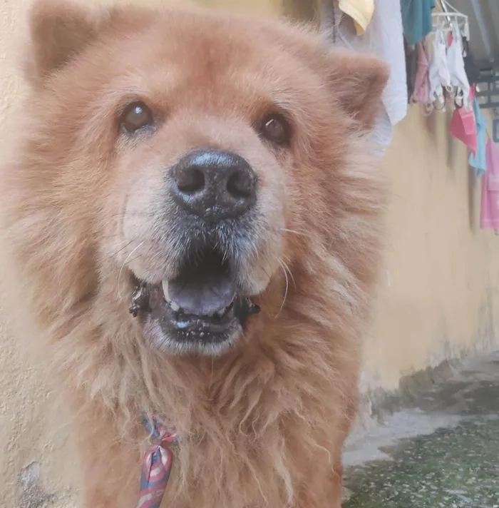 Cachorro ra a Chow Chow idade 6 ou mais anos nome Lion