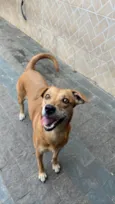 Cachorro raça SRD-ViraLata idade 5 anos nome Kiara