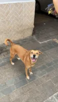 Cachorro raça SRD-ViraLata idade 5 anos nome Kiara