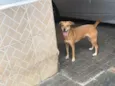 Cachorro raça SRD-ViraLata idade 5 anos nome Kiara