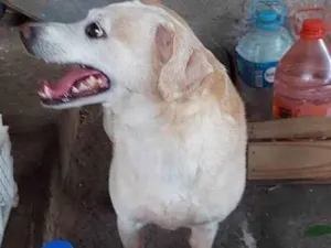 Cachorro raça SRD-ViraLata idade 5 anos nome Suri