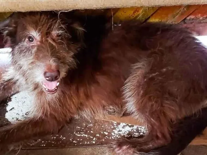 Cachorro ra a SRD-ViraLata idade 5 anos nome Amora