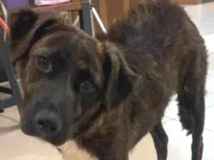 Cachorro raça SRD idade 7 a 11 meses nome Luigi