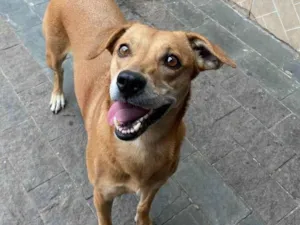 Cachorro raça SRD-ViraLata idade 5 anos nome Kiara