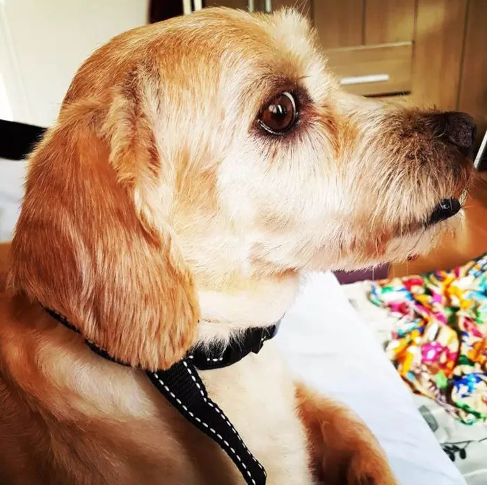 Cachorro ra a Lhasa com vira lata idade 6 ou mais anos nome Rati