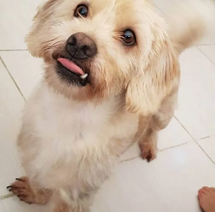 Cachorro ra a Lhasa com vira lata idade 6 ou mais anos nome Rati