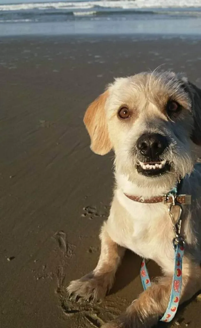 Cachorro ra a Lhasa com vira lata idade 6 ou mais anos nome Rati