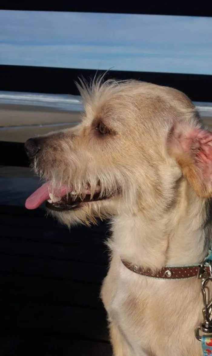 Cachorro ra a Lhasa com vira lata idade 6 ou mais anos nome Rati
