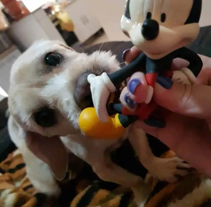 Cachorro ra a Lhasa com vira lata idade 6 ou mais anos nome Rati