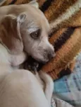 Rati