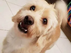 Cachorro raça Lhasa com vira lata idade 6 ou mais anos nome Rati