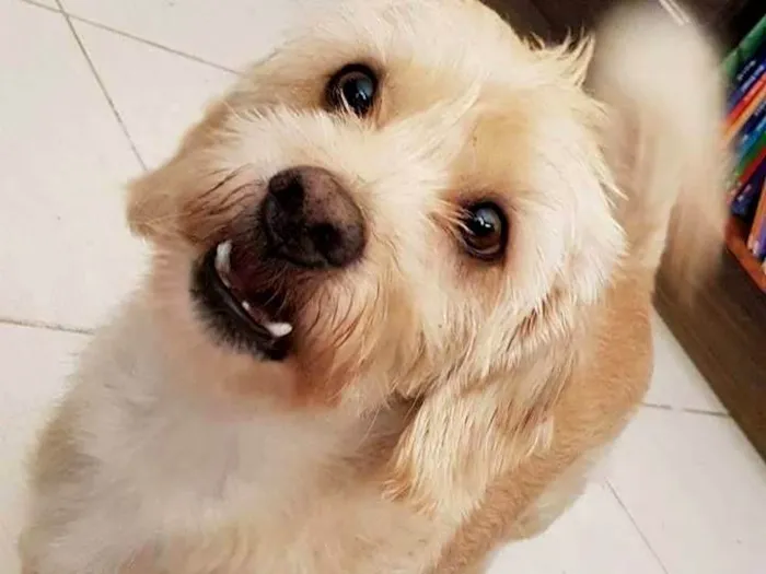 Cachorro ra a Lhasa com vira lata idade 6 ou mais anos nome Rati
