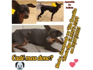 Cachorro raça Pinscher  idade  nome Sem nome