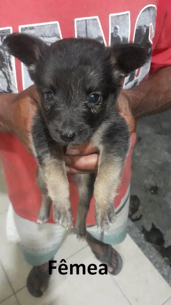 Cachorro ra a SRD-ViraLata idade Abaixo de 2 meses nome Não tem nome ainda