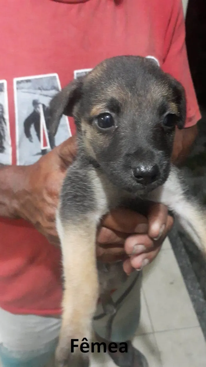 Cachorro ra a SRD-ViraLata idade Abaixo de 2 meses nome Sem nome ainda