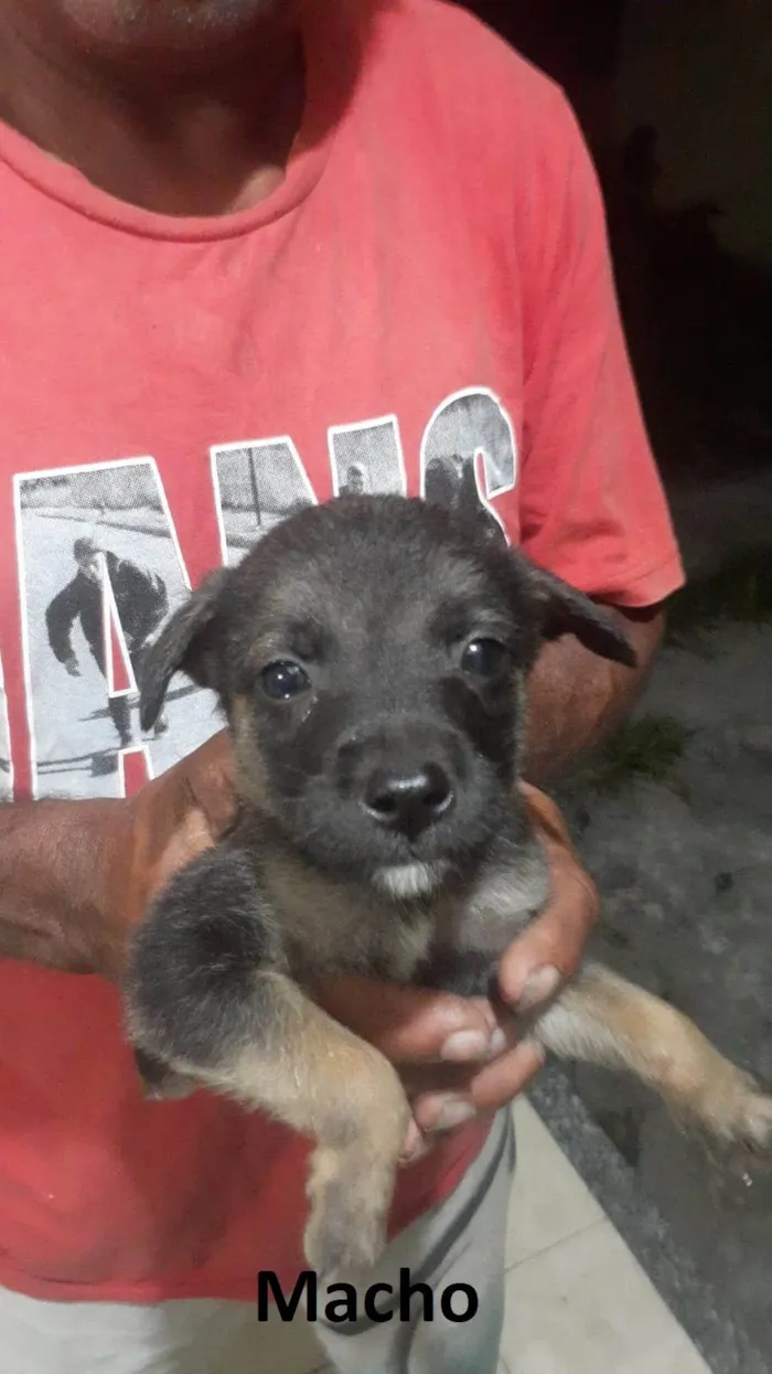 Cachorro ra a SRD-ViraLata idade Abaixo de 2 meses nome Ainda não tem nome