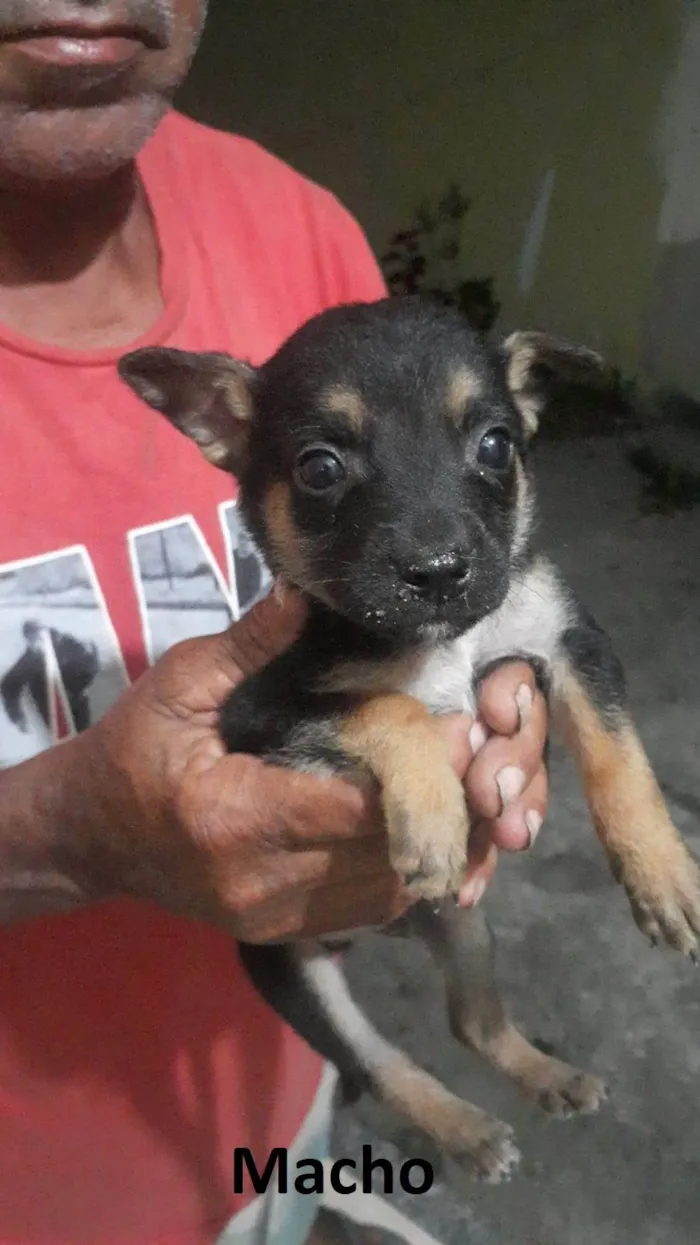 Cachorro ra a SRD-ViraLata idade Abaixo de 2 meses nome não coloquei nome ainda