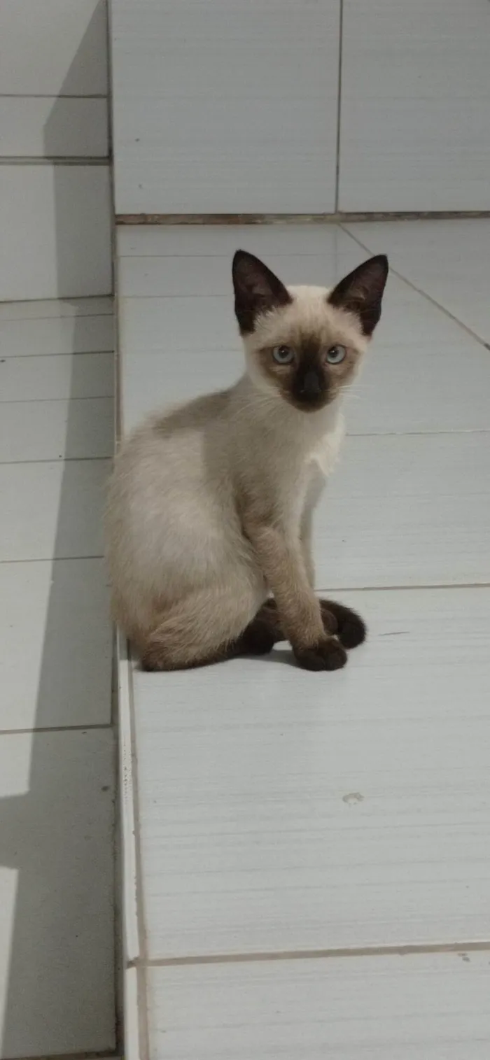Gato ra a SRD-ViraLata idade 2 a 6 meses nome sem nome 