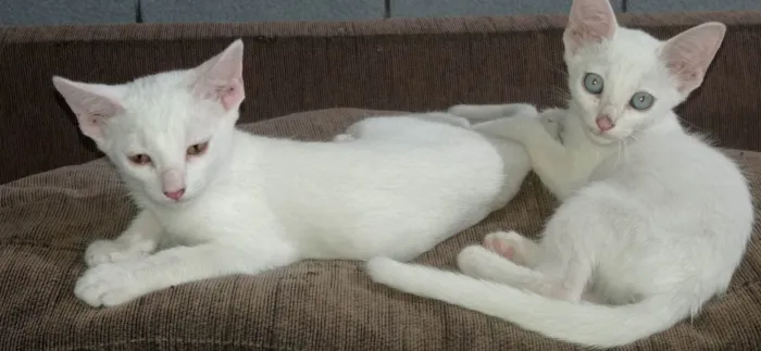 Gato ra a SRD-ViraLata idade 2 a 6 meses nome sem nome