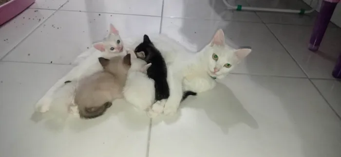 Gato ra a SRD-ViraLata idade 2 a 6 meses nome sem nome