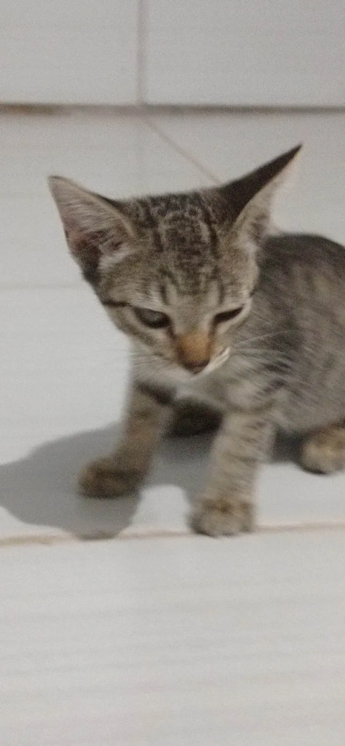 Gato ra a SRD-ViraLata idade 2 a 6 meses nome sem nome 