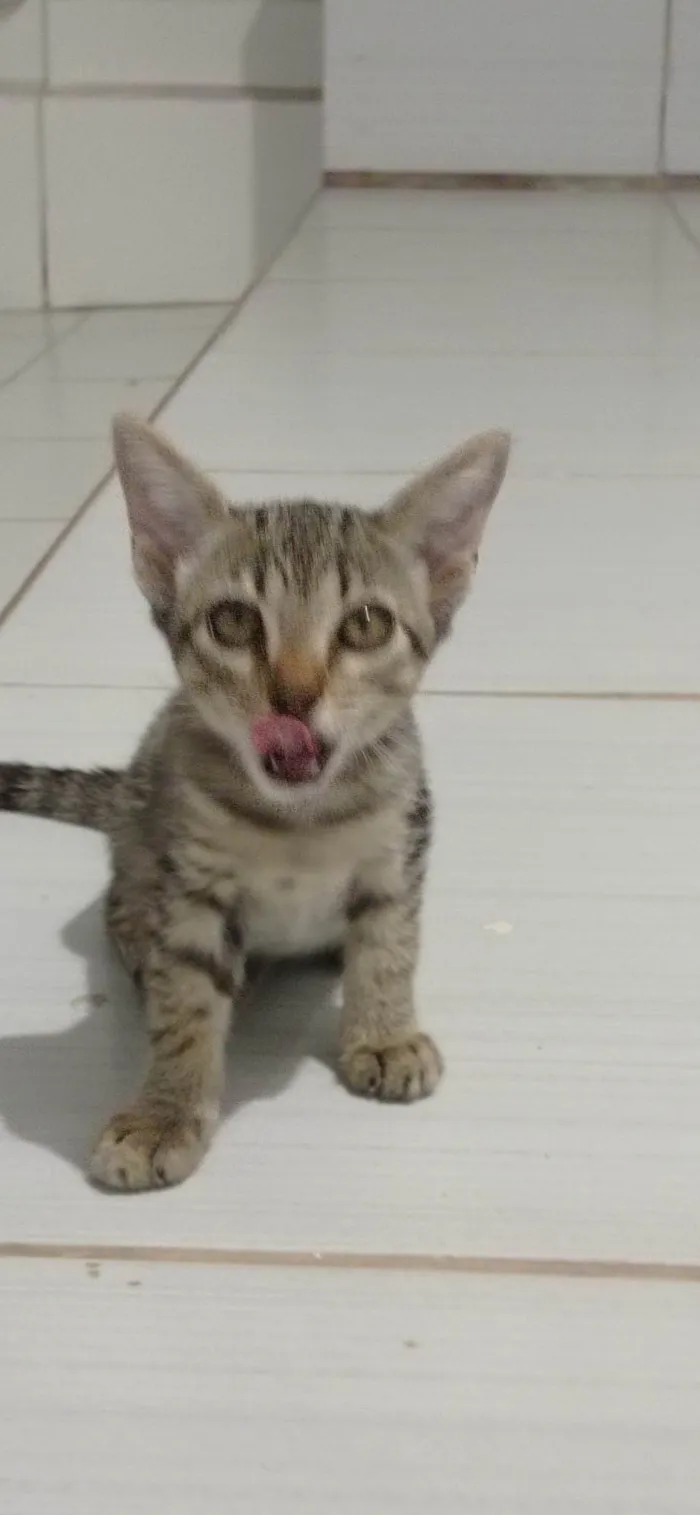 Gato ra a SRD-ViraLata idade 2 a 6 meses nome sem nome 