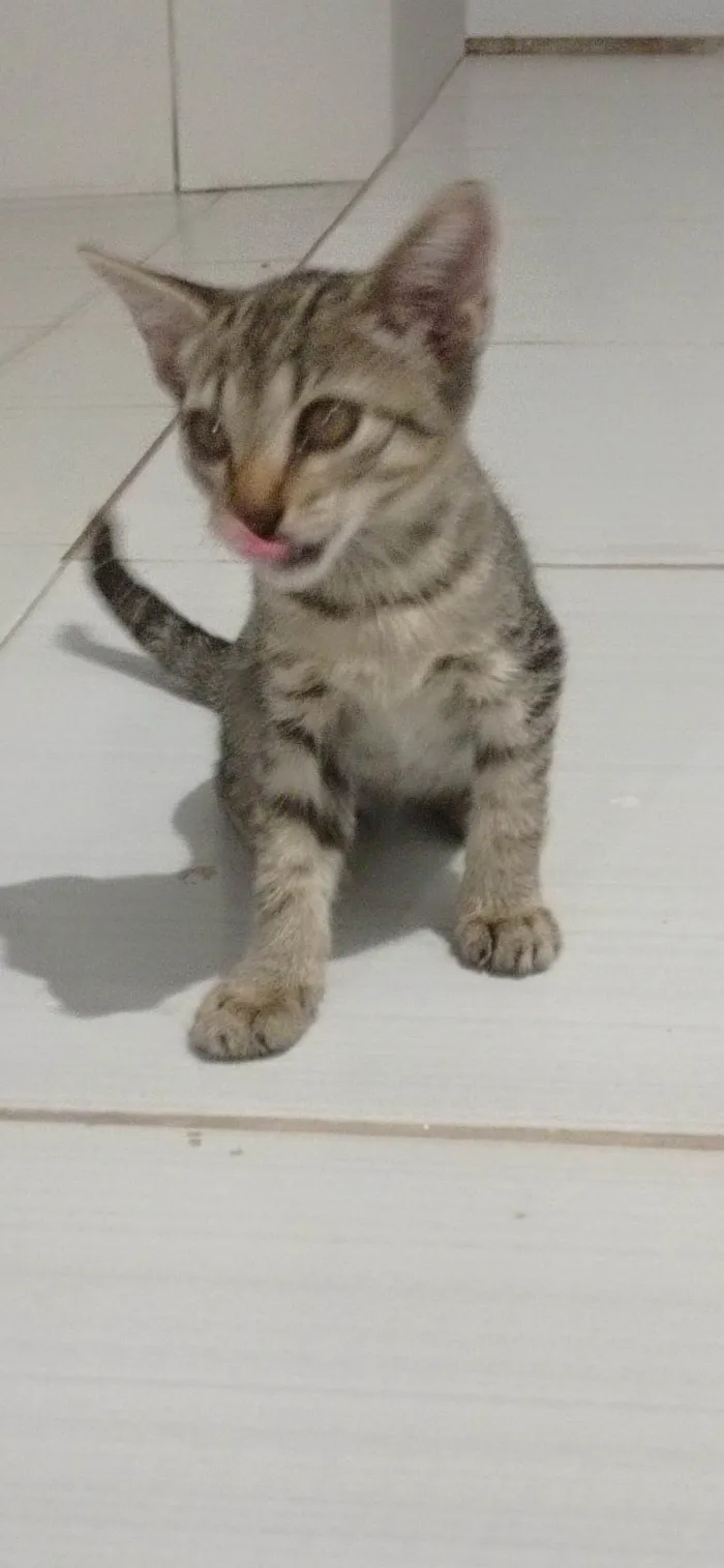 Gato ra a SRD-ViraLata idade 2 a 6 meses nome sem nome 