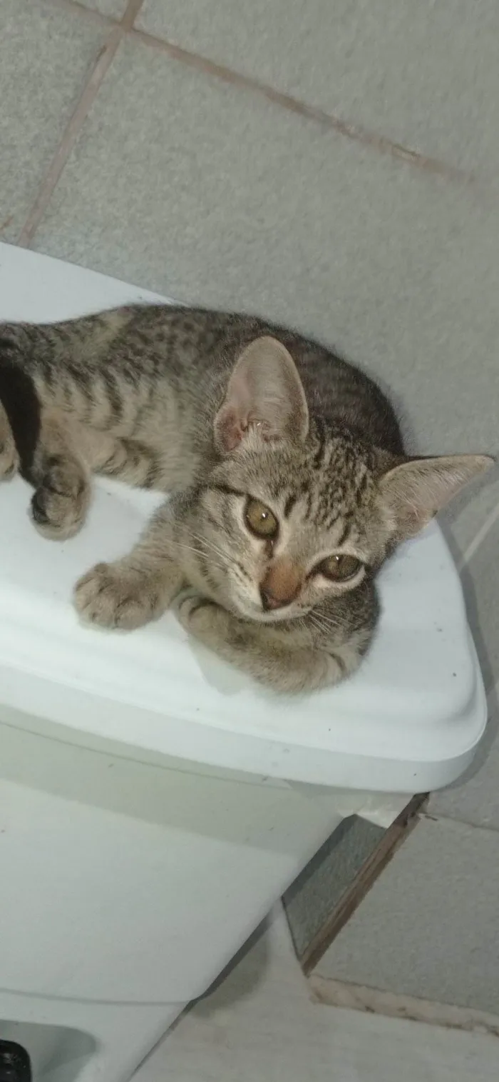 Gato ra a SRD-ViraLata idade 2 a 6 meses nome sem nome 