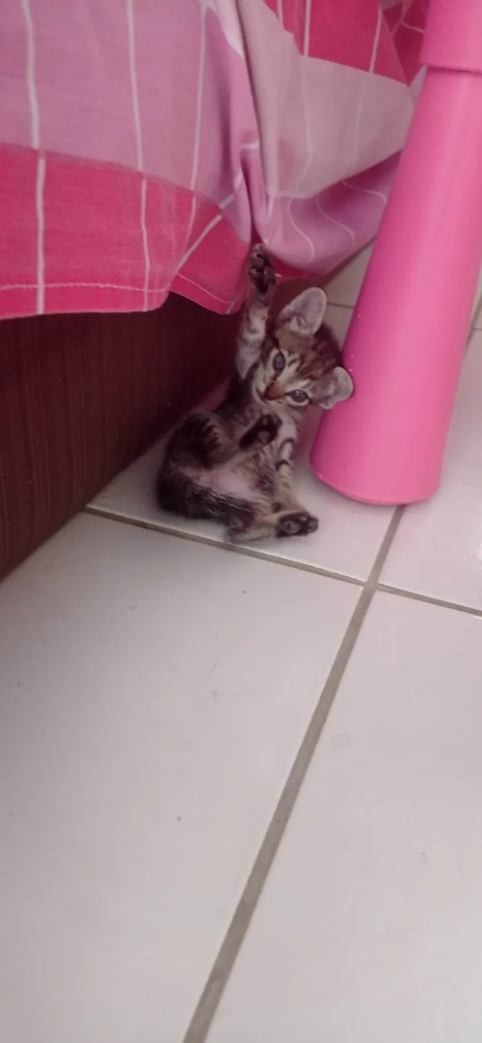 Gato ra a SRD-ViraLata idade 2 a 6 meses nome sem nome 
