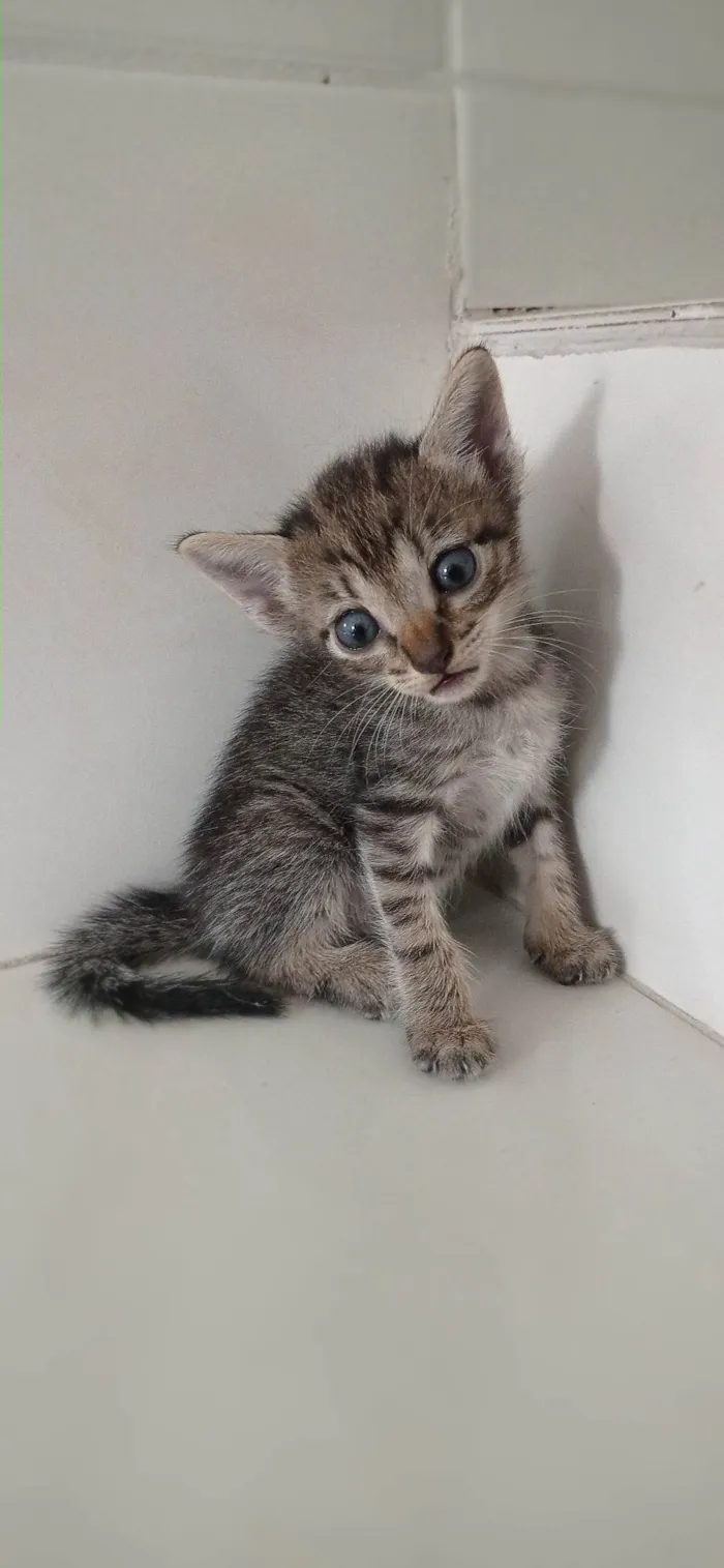 Gato ra a SRD-ViraLata idade 2 a 6 meses nome sem nome 