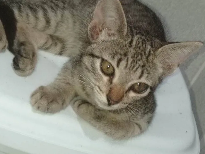 Gato ra a SRD-ViraLata idade 2 a 6 meses nome sem nome 