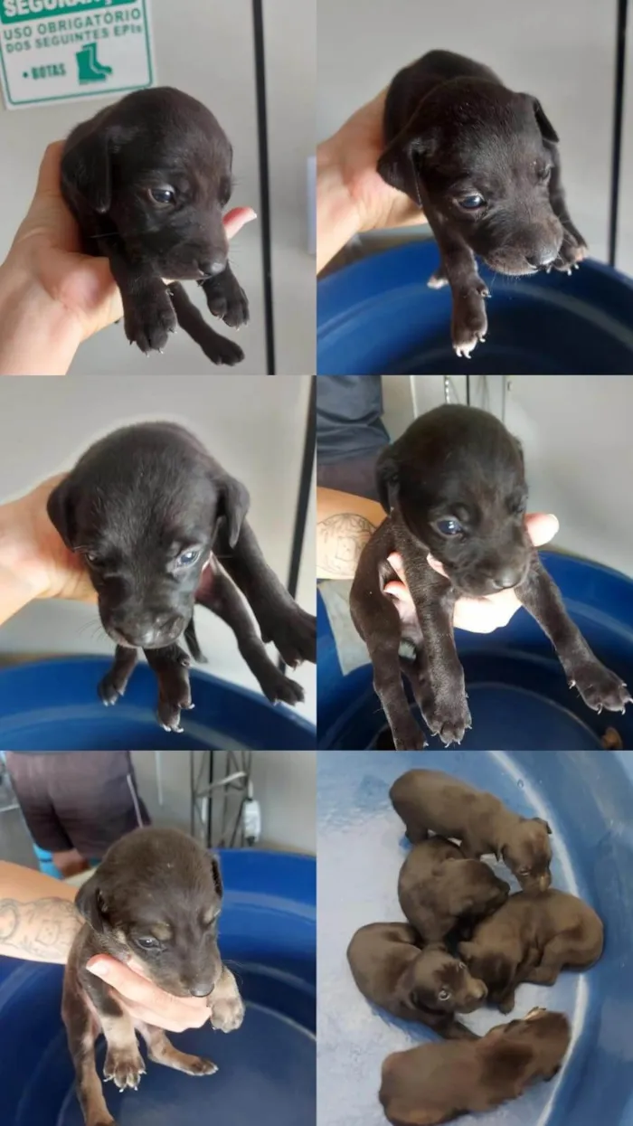 Cachorro ra a SRD-ViraLata idade 2 a 6 meses nome Sem nomes