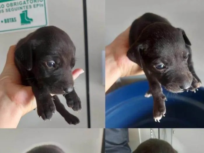 Cachorro ra a SRD-ViraLata idade 2 a 6 meses nome Sem nomes