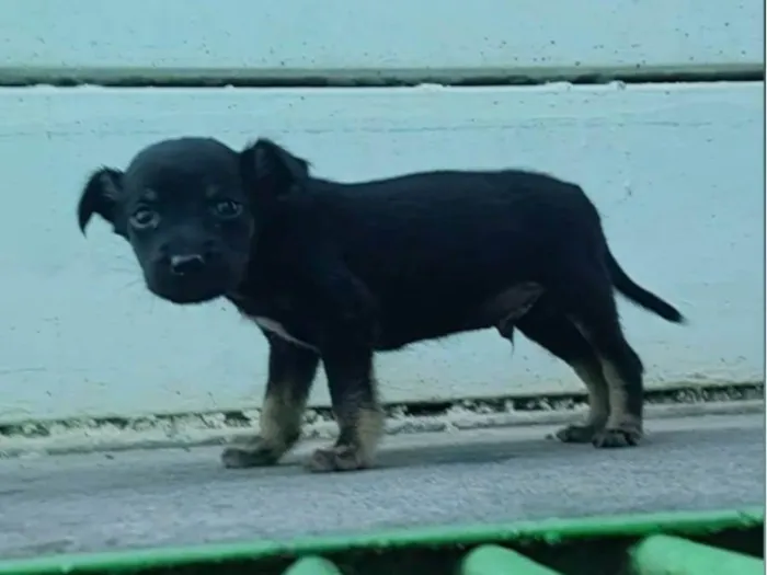 Cachorro ra a SRD-ViraLata idade Abaixo de 2 meses nome Mini Tupã 