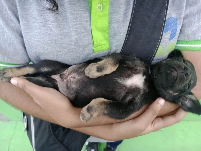 Cachorro ra a SRD-ViraLata idade Abaixo de 2 meses nome Mini Tupã 