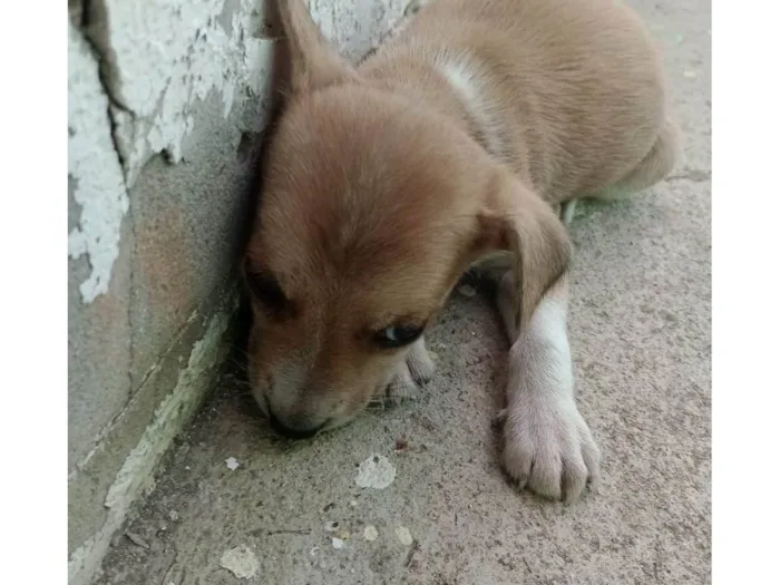 Cachorro ra a SRD-ViraLata idade Abaixo de 2 meses nome Tupã Melo 