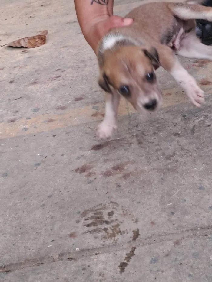 Cachorro ra a SRD-ViraLata idade Abaixo de 2 meses nome Tupã Melo 