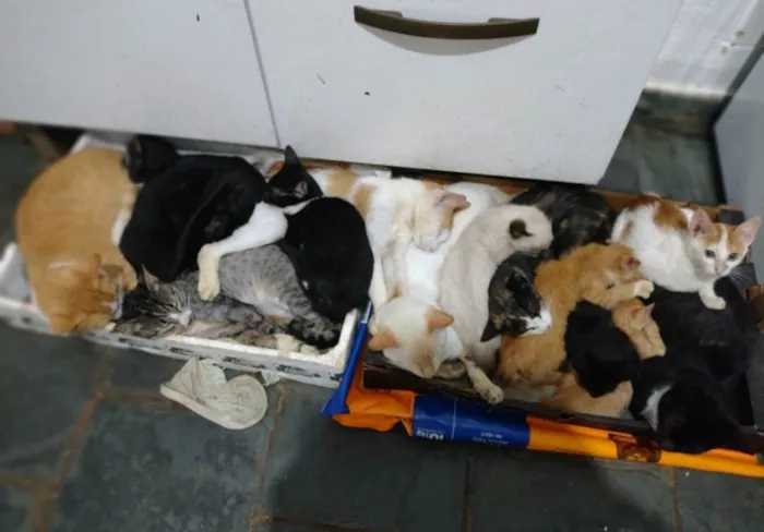 Gato raça Sem raça definida idade  nome Sem nome