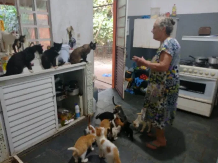 Gato raça Sem raça definida idade  nome Sem nome