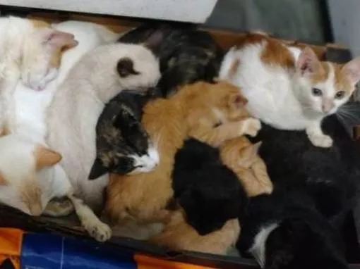 Gato raça Sem raça definida idade  nome Sem nome