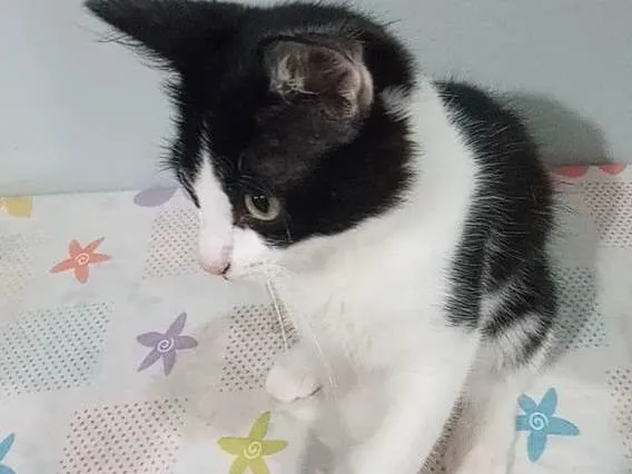 Gato raça Preto com branco idade 2 a 6 meses nome Sem nomes