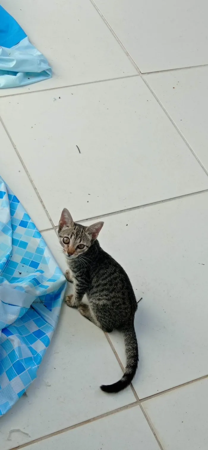 Gato ra a SRD-ViraLata idade 2 a 6 meses nome sem nome 