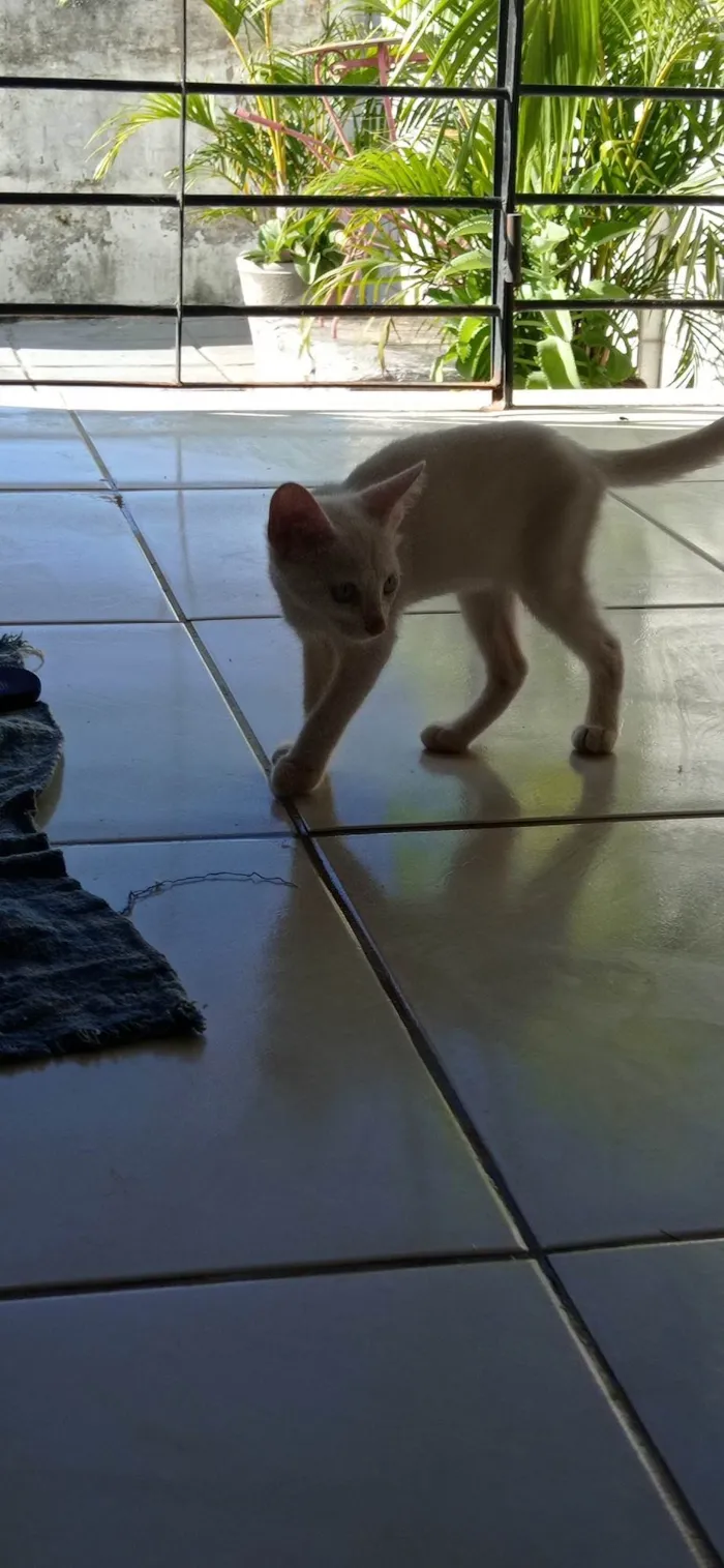Gato ra a SRD-ViraLata idade 2 a 6 meses nome sem nome