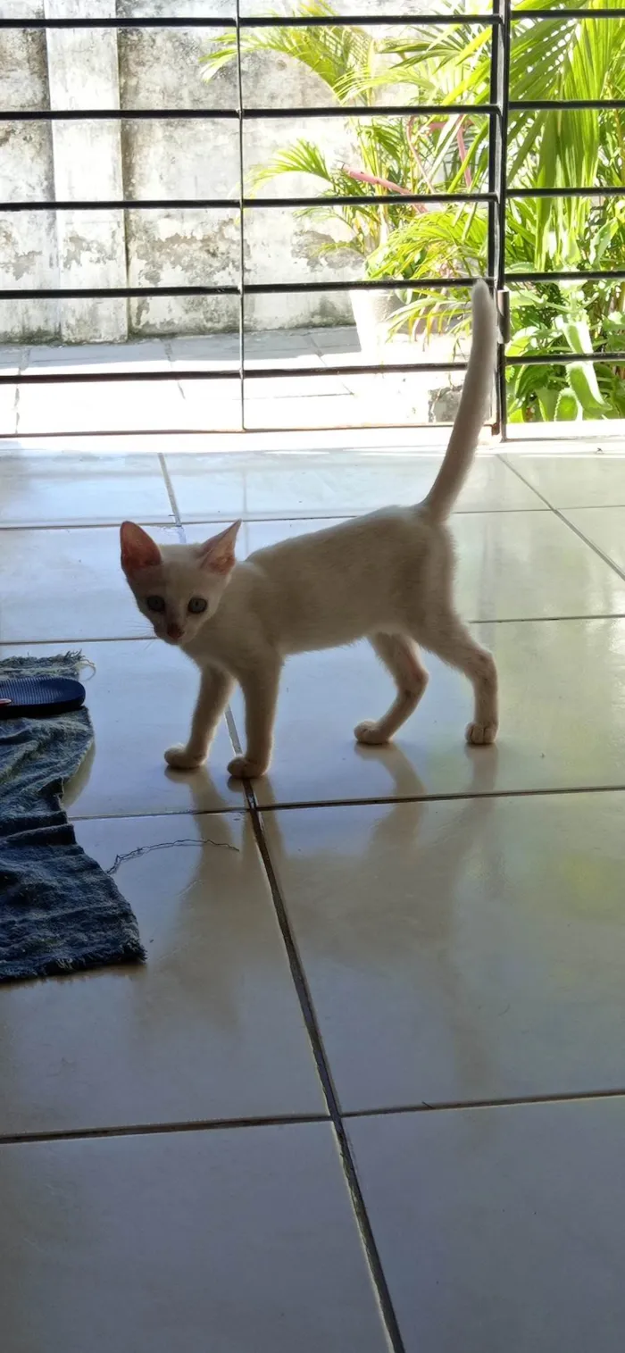 Gato ra a SRD-ViraLata idade 2 a 6 meses nome sem nome