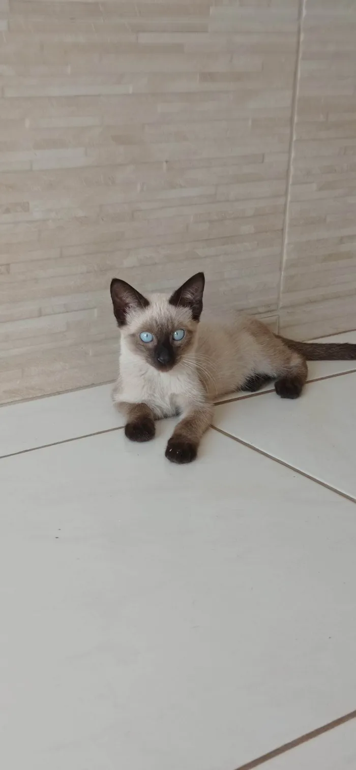Gato ra a SRD-ViraLata idade 2 a 6 meses nome sem nome 